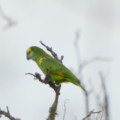 Turquose-Fronted Parrot